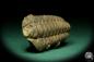 Preview: Flexicalymene ouzregui (20310) ein Trilobit aus Marokko | Fossilien | Trilobiten