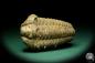 Preview: Flexicalymene ouzregui (20311) a trilobite from Morocco | Fossils | Trilobites