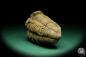 Preview: Flexicalymene ouzregui (20311) a trilobite from Morocco | Fossils | Trilobites