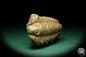 Preview: Flexicalymene ouzregui (20311) a trilobite from Morocco | Fossils | Trilobites