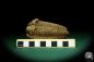 Preview: Flexicalymene ouzregui (20311) a trilobite from Morocco | Fossils | Trilobites