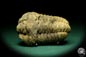 Preview: Flexicalymene ouzregui (20312) ein Trilobit aus Marokko | Fossilien | Trilobiten