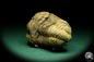 Preview: Flexicalymene ouzregui (20312) ein Trilobit aus Marokko | Fossilien | Trilobiten