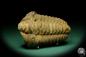 Preview: Flexicalymene ouzregui (20313) a trilobite from Morocco | Fossils | Trilobites