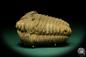 Preview: Flexicalymene ouzregui (20313) ein Trilobit aus Marokko | Fossilien | Trilobiten