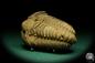 Preview: Flexicalymene ouzregui (20313) a trilobite from Morocco | Fossils | Trilobites