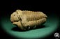 Preview: Flexicalymene ouzregui (20314) ein Trilobit aus Marokko | Fossilien | Trilobiten