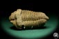 Preview: Flexicalymene ouzregui (20314) ein Trilobit aus Marokko | Fossilien | Trilobiten