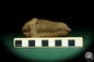 Preview: Flexicalymene ouzregui (20314) a trilobite from Morocco | Fossils | Trilobites