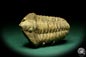 Preview: Flexicalymene ouzregui (20315) ein Trilobit aus Marokko | Fossilien | Trilobiten