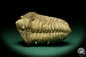 Preview: Flexicalymene ouzregui (20315) ein Trilobit aus Marokko | Fossilien | Trilobiten