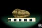 Preview: Flexicalymene ouzregui (20315) a trilobite from Morocco | Fossils | Trilobites