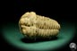 Preview: Flexicalymene ouzregui (20316) a trilobite from Morocco | Fossils | Trilobites