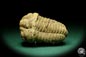 Preview: Flexicalymene ouzregui (20316) ein Trilobit aus Marokko | Fossilien | Trilobiten