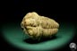 Preview: Flexicalymene ouzregui (20316) ein Trilobit aus Marokko | Fossilien | Trilobiten