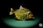 Preview: Pygocentrus cf. piraya (20318) a fishe from Brazil | Taxidermy | Fishes