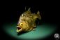 Preview: Pygocentrus cf. piraya (20318) a fishe from Brazil | Taxidermy | Fishes