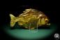 Preview: Pygocentrus cf. piraya (20320) a fishe from Brazil | Taxidermy | Fishes