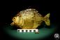 Preview: Pygocentrus cf. piraya (20320) a fishe from Brazil | Taxidermy | Fishes