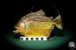 Preview: Pygocentrus cf. piraya (20321) a fishe from Brazil | Taxidermy | Fishes