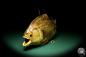 Preview: Pygocentrus cf. piraya (20322) a fishe from Brazil | Taxidermy | Fishes