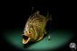 Preview: Pygocentrus cf. piraya (20324) a fishe from Brazil | Taxidermy | Fishes