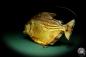 Preview: Pygocentrus cf. piraya (20325) a fishe from Brazil | Taxidermy | Fishes