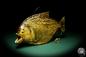 Preview: Pygocentrus cf. piraya (20326) a fishe from Brazil | Taxidermy | Fishes