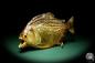 Preview: Pygocentrus cf. piraya (20328) a fishe from Brazil | Taxidermy | Fishes