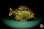 Preview: Pygocentrus cf. piraya (20328) a fishe from Brazil | Taxidermy | Fishes