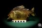 Preview: Pygocentrus cf. piraya (20328) a fishe from Brazil | Taxidermy | Fishes