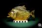 Preview: Pygocentrus cf. piraya (20329) a fishe from Brazil | Taxidermy | Fishes