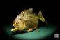 Preview: Pygocentrus cf. piraya (20331) a fishe from Brazil | Taxidermy | Fishes