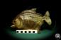 Preview: Pygocentrus cf. piraya (20331) a fishe from Brazil | Taxidermy | Fishes