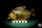 Preview: Pygocentrus cf. piraya (20332) a fishe from Brazil | Taxidermy | Fishes