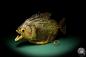 Preview: Pygocentrus cf. piraya (20334) a fishe from Brazil | Taxidermy | Fishes