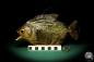 Preview: Pygocentrus cf. piraya (20334) a fishe from Brazil | Taxidermy | Fishes