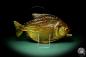 Preview: Pygocentrus cf. piraya (20336) a fishe from Brazil | Taxidermy | Fishes