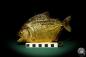 Preview: Pygocentrus cf. piraya (20337) a fishe from Brazil | Taxidermy | Fishes