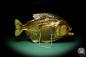 Preview: Pygocentrus cf. piraya (20338) a fishe from Brazil | Taxidermy | Fishes