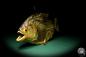 Preview: Pygocentrus cf. piraya (20338) a fishe from Brazil | Taxidermy | Fishes