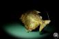 Preview: Pygocentrus cf. piraya (20339) a fishe from Brazil | Taxidermy | Fishes