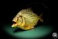 Preview: Pygocentrus cf. piraya (20340) a fishe from Brazil | Taxidermy | Fishes