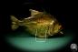 Preview: Pygocentrus cf. piraya (20341) a fishe from Brazil | Taxidermy | Fishes