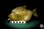 Preview: Pygocentrus cf. piraya (20341) a fishe from Brazil | Taxidermy | Fishes