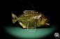 Preview: Pygocentrus cf. piraya (20342) a fishe from Brazil | Taxidermy | Fishes