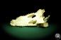 Preview: Crocodylus siamensis (20400) a skeleton from South East Asia | Taxidermy | Skeletons