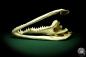 Preview: Crocodylus siamensis (20400) a skeleton from South East Asia | Taxidermy | Skeletons