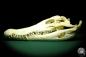 Preview: Crocodylus siamensis (20401) a skeleton from South East Asia | Taxidermy | Skeletons