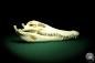 Preview: Crocodylus siamensis (20401) a skeleton from South East Asia | Taxidermy | Skeletons